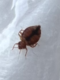 Bed bugs! What to do?